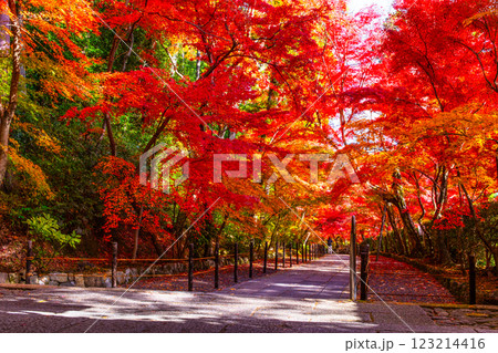 京都 光明寺の紅葉 京都 光明寺の紅葉 123214416