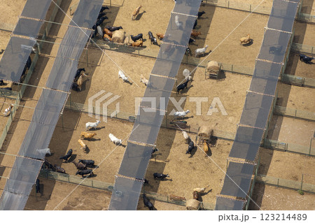 Aerial view of feed yard with meat cows. Feeding of cattle on farm feedlot Aerial view of feed yard with meat cows. Feeding of cattle on farm feedlot 123214489