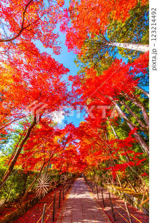 京都　光明寺の紅葉 123214492