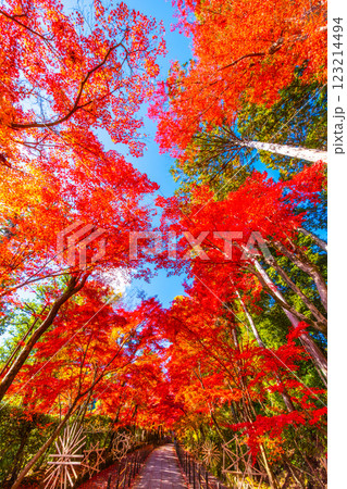 京都　光明寺の紅葉 123214494