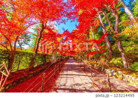 京都 光明寺の紅葉 京都 光明寺の紅葉 123214495