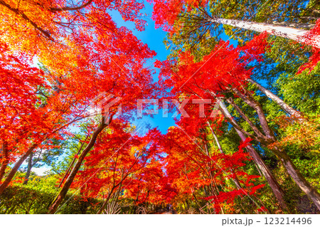京都 光明寺の紅葉 京都 光明寺の紅葉 123214496