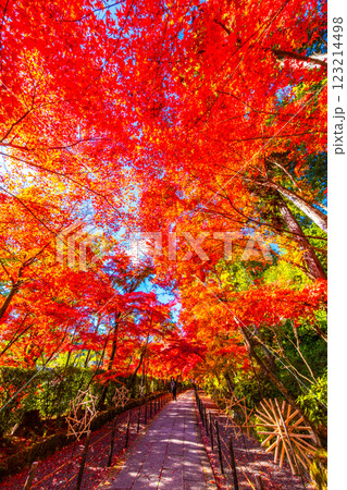 京都　光明寺の紅葉 123214498