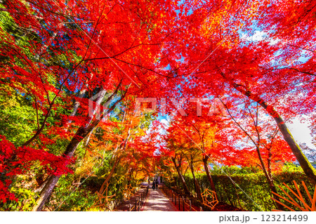 京都　光明寺の紅葉 123214499