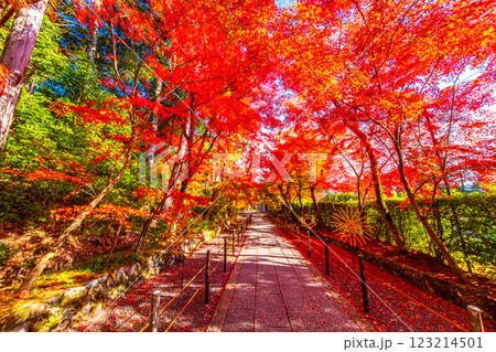 京都　光明寺の紅葉 123214501