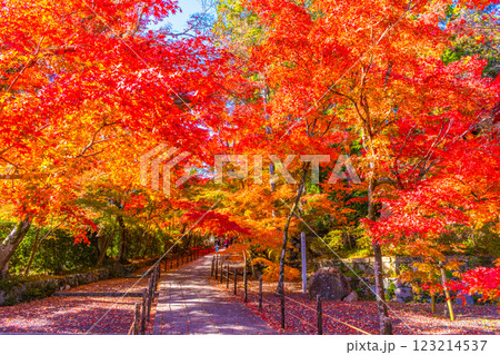 京都 光明寺の紅葉 京都 光明寺の紅葉 123214537
