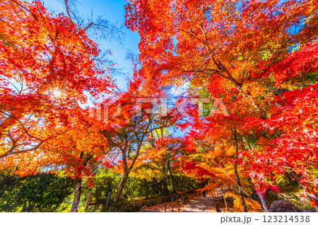 京都　光明寺の紅葉 123214538