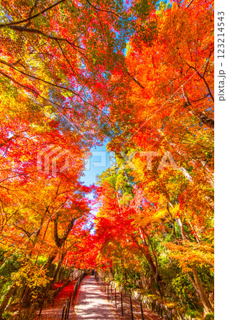 京都　光明寺の紅葉 123214543