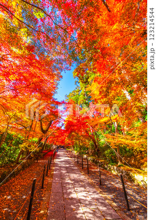京都　光明寺の紅葉 123214544
