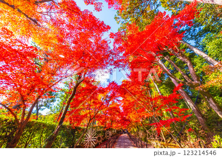 京都　光明寺の紅葉 123214546