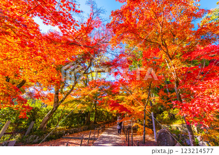 京都　光明寺の紅葉 123214577