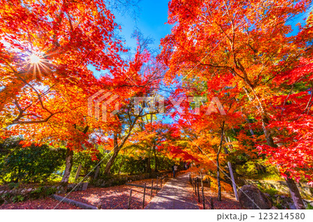 京都　光明寺の紅葉 123214580