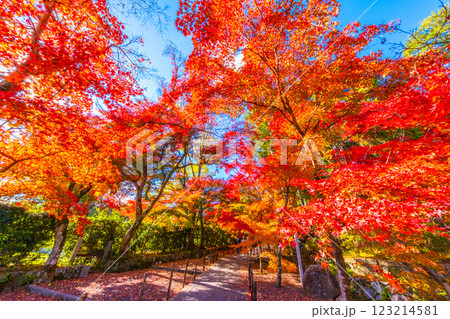 京都　光明寺の紅葉 123214581