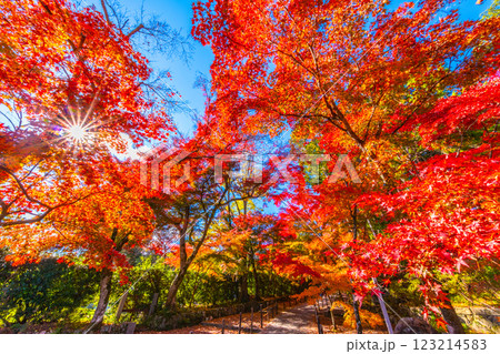 京都　光明寺の紅葉 123214583