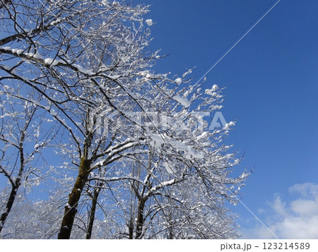 青空に映える霧氷の木 Hoarfrost trees against the blue sky 青空に映える霧氷の木 Hoarfrost trees against the blue sky 123214589