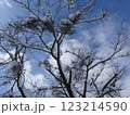 青空に映える雪が積もった木　A tree covered with snow that shines 123214590
