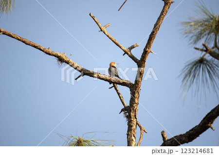 A red-bellied woodpecker bird perched on a tree branch in summer Florida woods 123214681