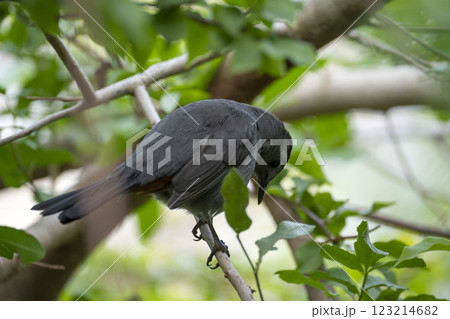 A Gray Catbird bird perched on a tree branch in summer Florida shrubs A Gray Catbird bird perched on a tree branch in summer Florida shrubs 123214682