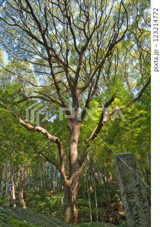 大きな木 123214772
