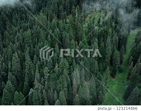 Aerial view of beautiful high altitude forest mountain landscape 123214866