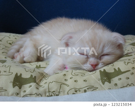 眠る子猫 123215034