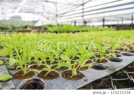 Lettuce seedlings growing in a greenhouse tray. 123215156