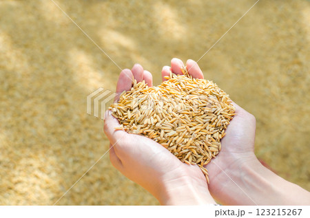 Hands holding golden grains of rice outdoors. 123215267