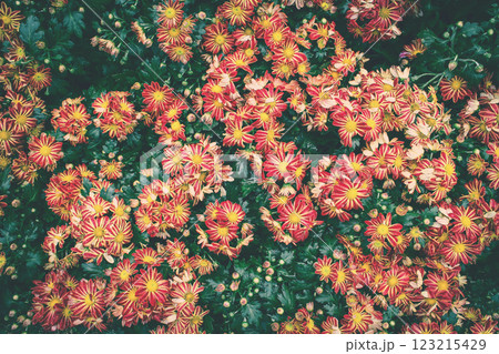 beautiful red and yellow chrysanthemum or Benjamas flowers in the garden 123215429