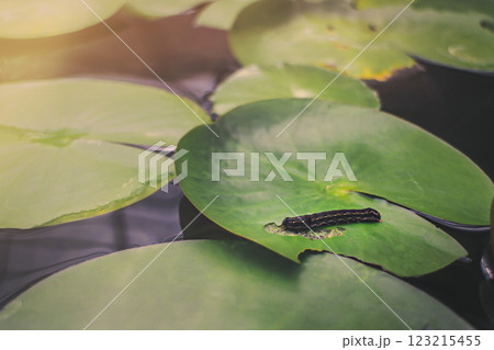 Lotus pads with a caterpillar basking in sunlight Lotus pads with a caterpillar basking in sunlight 123215455