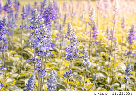 blue Salvia flowers in soft sunlight blue Salvia flowers in soft sunlight 123215553