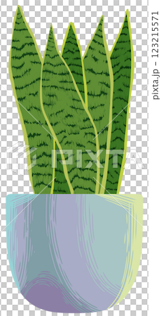 Snake plant Sansevieria Dwarf laurentii Snake plant Sansevieria Dwarf laurentii 123215571