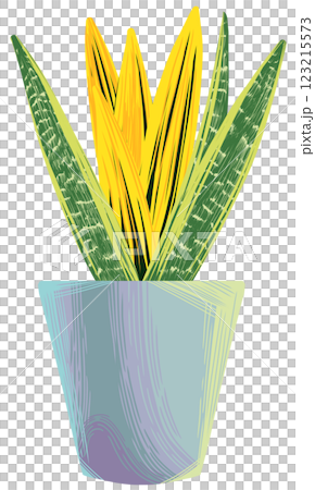 Snake plant Sansevieria Golden flame Snake plant Sansevieria Golden flame 123215573