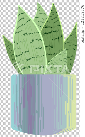 Snake plant Sansevieria Night owl Snake plant Sansevieria Night owl 123215576