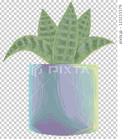 Snake plant Sansevieria Silver hahnii Snake plant Sansevieria Silver hahnii 123215579