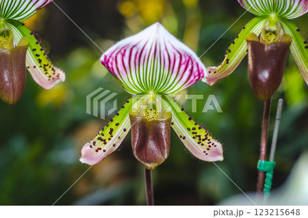 Orchid with colorful stripes and unique shape 123215648