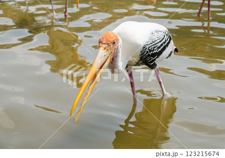 Pelican wading in shallow water with reflective surface. 123215674