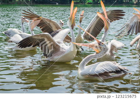 Pelicans feeding together in a serene lake setting. 123215675