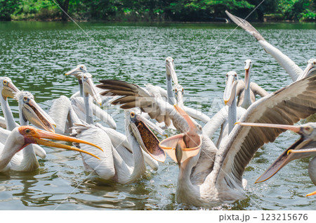 Flock of pelicans swimming in a serene lake 123215676