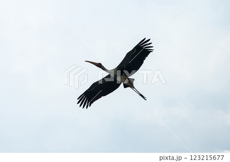 Bird soaring in the sky with open wings 123215677