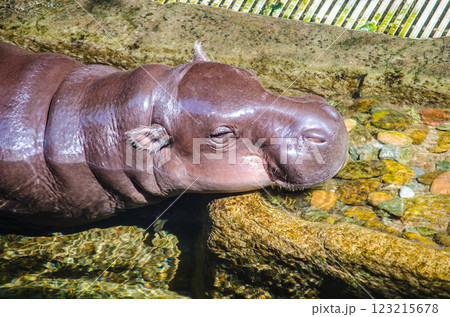 Hippopotamus swimming in clear water. 123215678