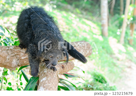 Binturong or bearcat, wild animal of Southeast Asia on a tree branch outdoors Binturong or bearcat, wild animal of Southeast Asia on a tree branch outdoors 123215679