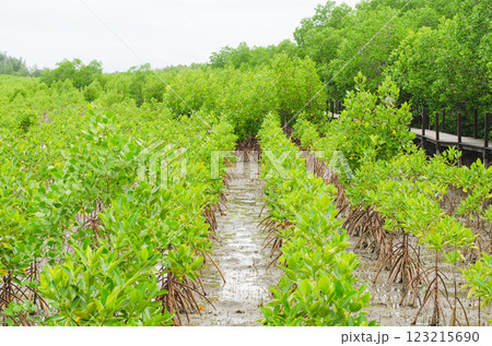 Lush green mangrove forest landscape, Thailand, Rayong, Prasae Lush green mangrove forest landscape, Thailand, Rayong, Prasae 123215690