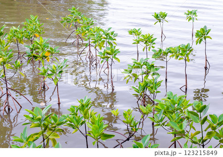 Thungprongthong forest, Thailand, Rayong, Prasae, Flooded mangrove landscape with young plants. Thungprongthong forest, Thailand, Rayong, Prasae, Flooded mangrove landscape with young plants. 123215849
