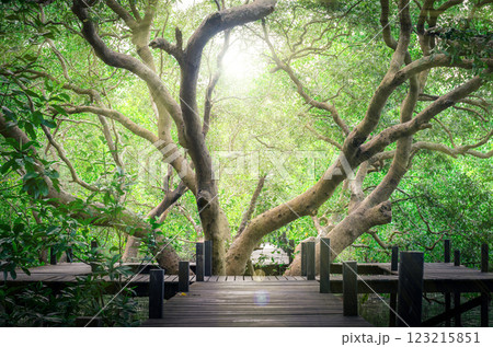 Thungprongthong forest, Thailand, Rayong, Prasae, Lush forest path with sunlight and expansive trees 123215851