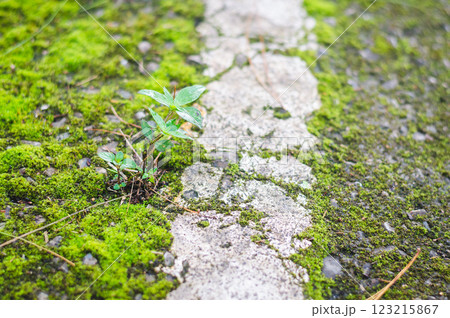 Green moss on concrete with small plant growth. 123215867
