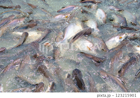 Crowd of fish swimming in a water body Crowd of fish swimming in a water body 123215901