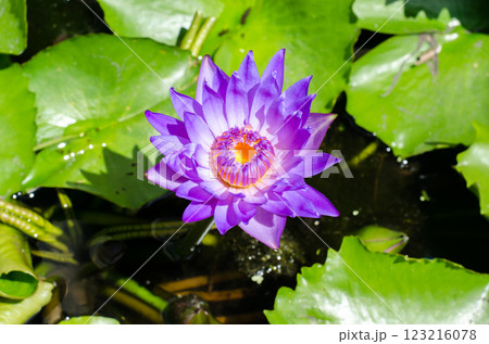 Purple water lily blooming in serene pond. 123216078