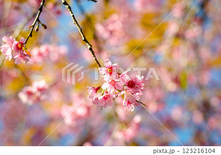 Prunus cerasoides or wild Himalayan cherry Thai Sakura at Chiang Mai Thailand Prunus cerasoides or wild Himalayan cherry Thai Sakura at Chiang Mai Thailand 123216104