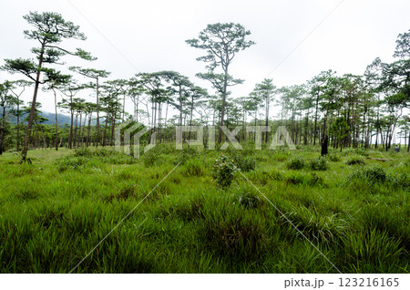 Lush green landscape with scattered trees at Phu Soi Dao National Park, Phitsanulok, Thailand 123216165
