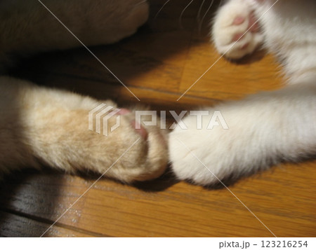 手をつなぐ猫 手をつなぐ猫 123216254